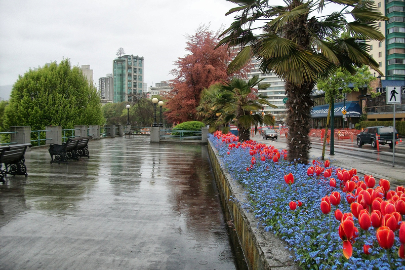 Vancouver tulpen