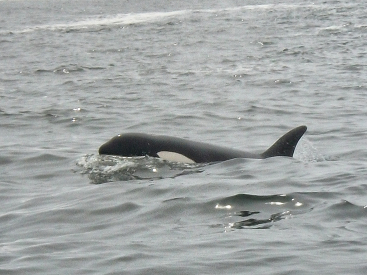 Orca of victoria island