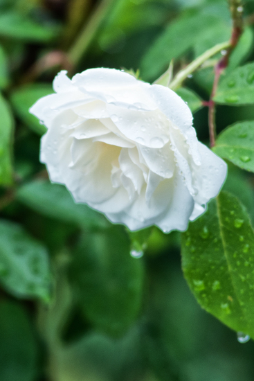 Witte Roos