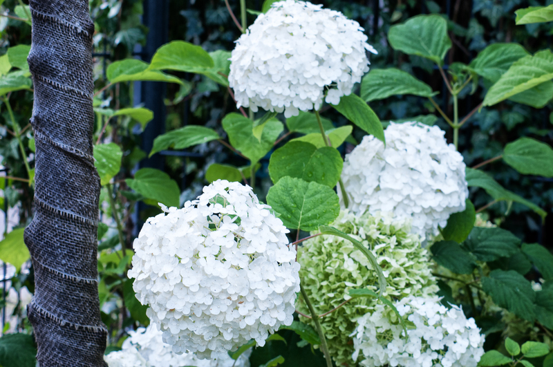 Hortensia