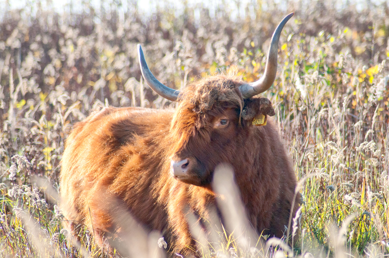 schotse hooglander