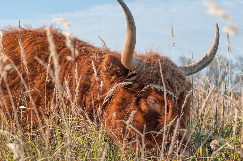 schotse hooglander 2