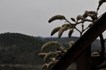 Ardeche
