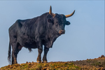 div dieren
