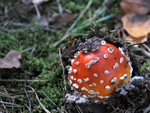 herfst '15