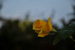 Gele roos