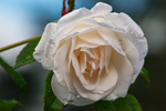 Bloemen