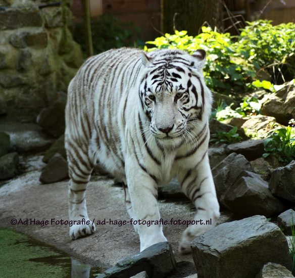 Witte Bengaalse tijger