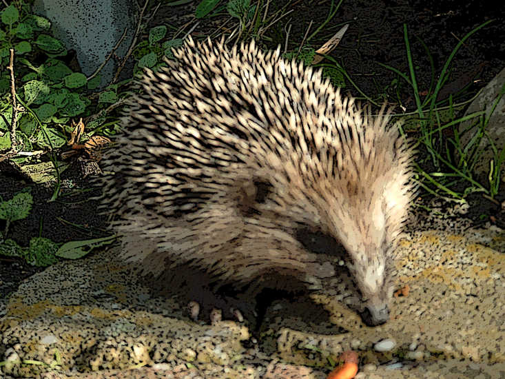Hedgehog