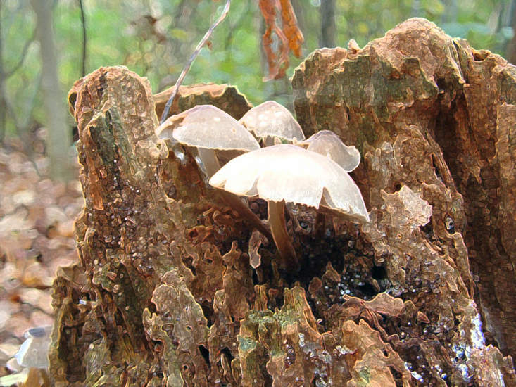 Fungus in the forest