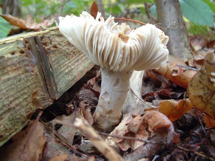Fungus in the forest