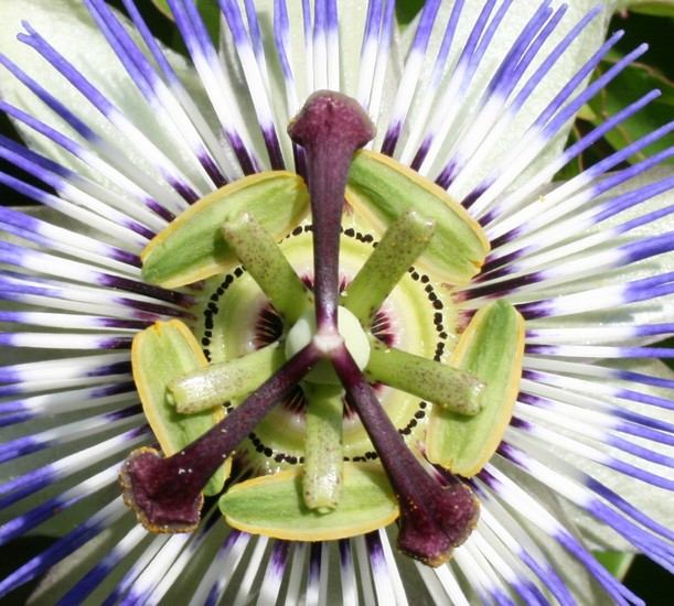 Passiebloem / Bloemen