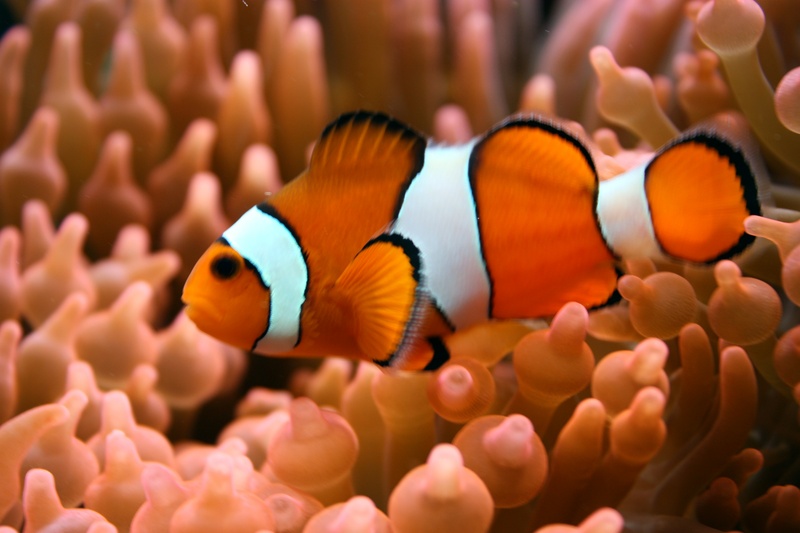 Clown vis in het koraal