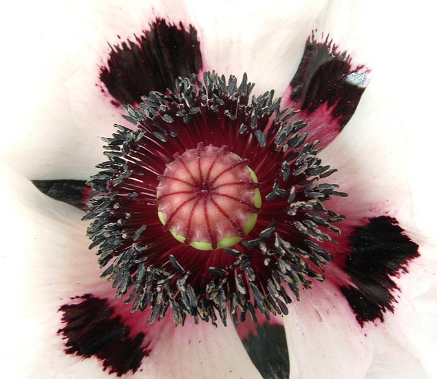 Roze Papaver