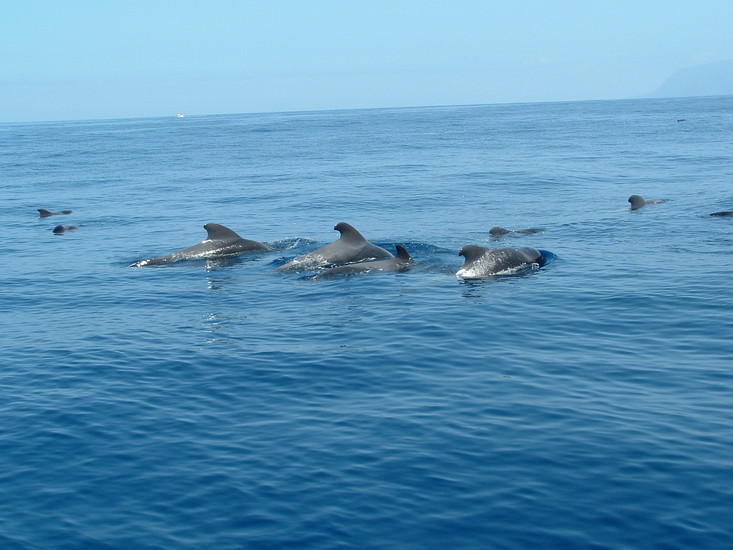 Dolphins