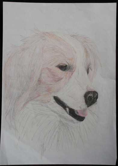 Hond 1