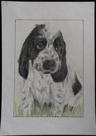 Hond 2