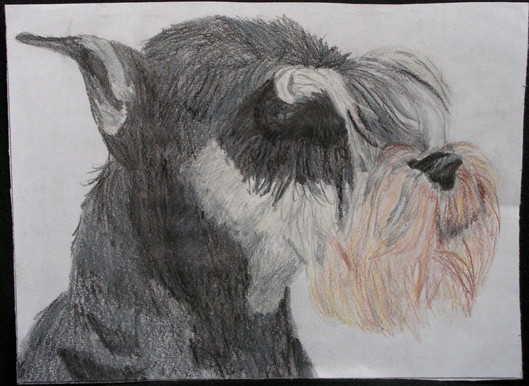 Hond 4