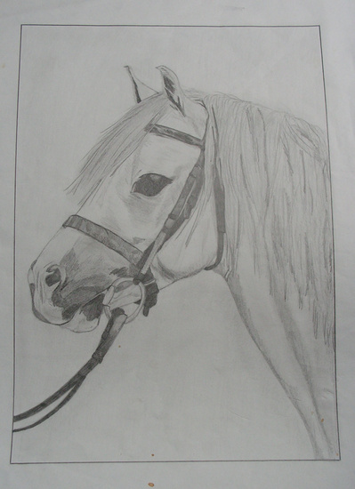 Paard 1