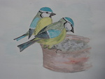 Schilderijen / aquarellen