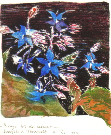 Borage bij de schuur