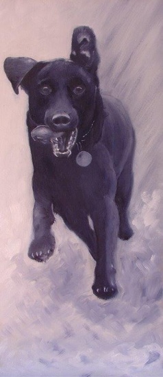 Hond