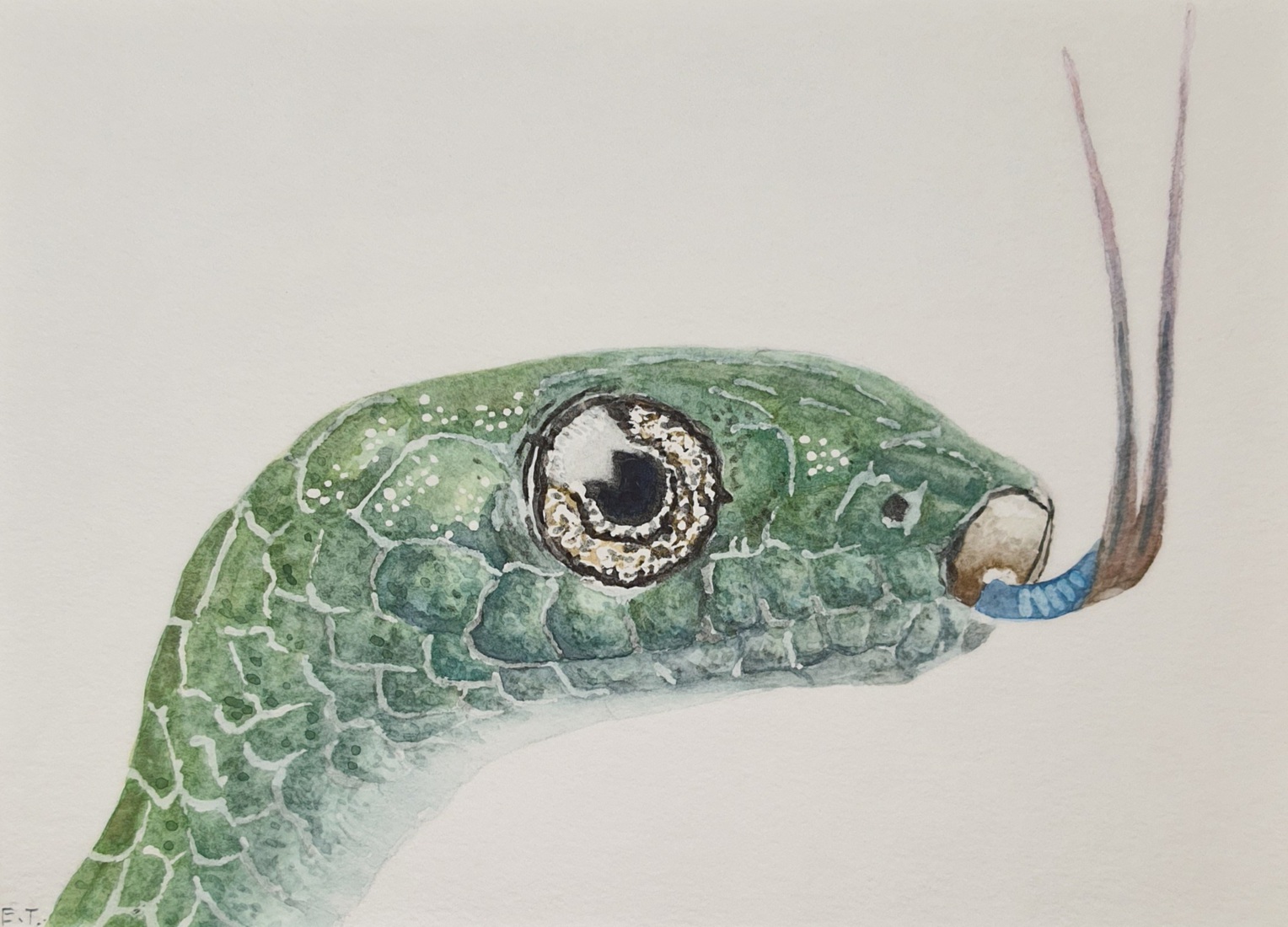 Glibberige slangenkop