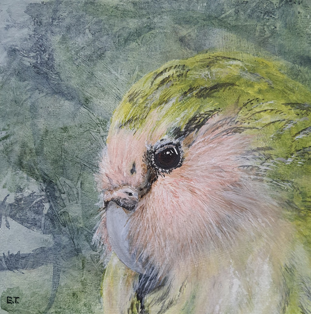 Nieuw Zeelandse Kakapo 