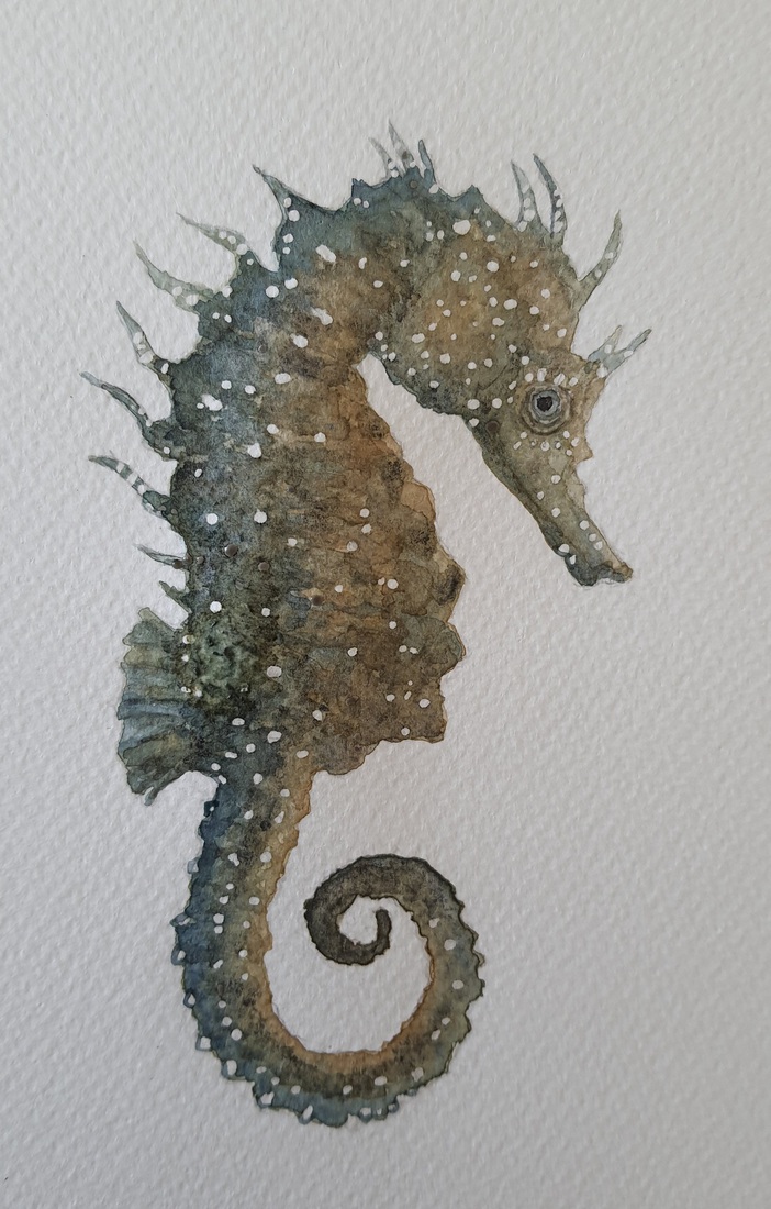 Zeepaardje 1