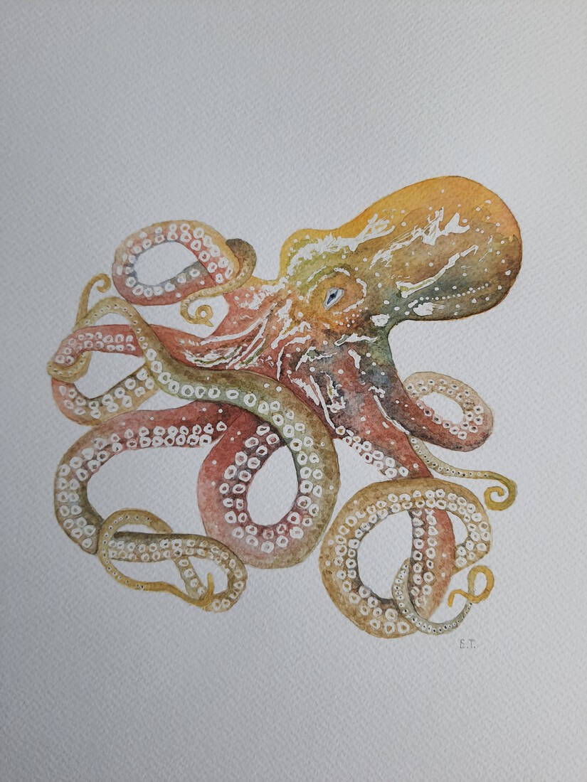 Octopus