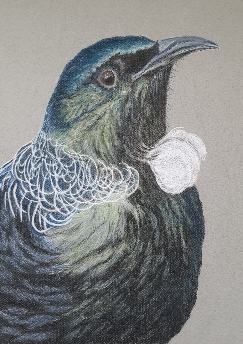 Nieuw Zeelandse tui