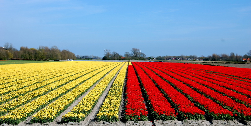 Tulpenveld