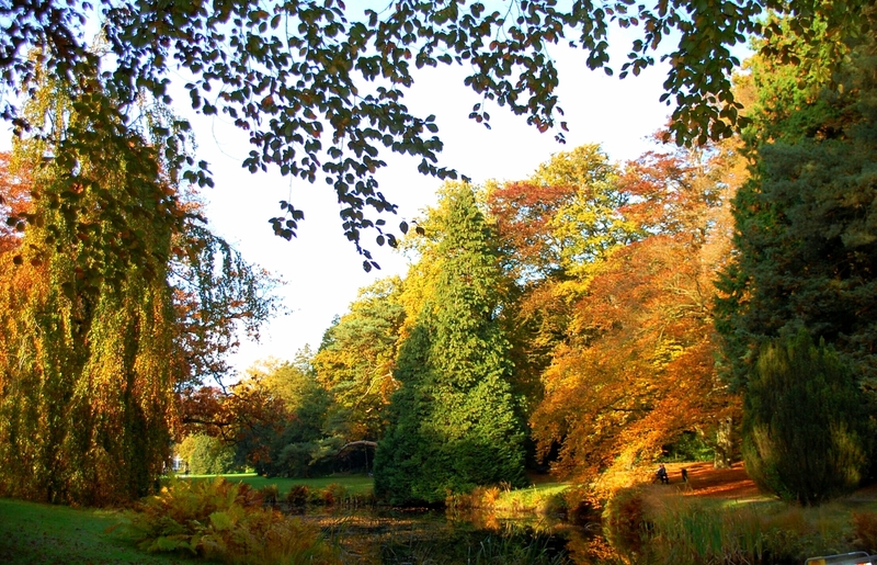 Herfstlandschap Oranjewoud
