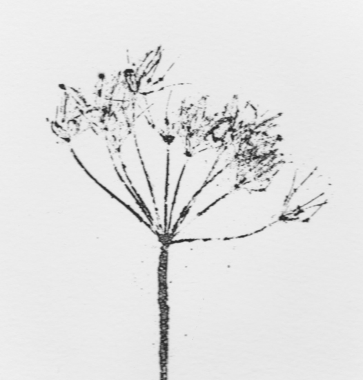 herbarium 1