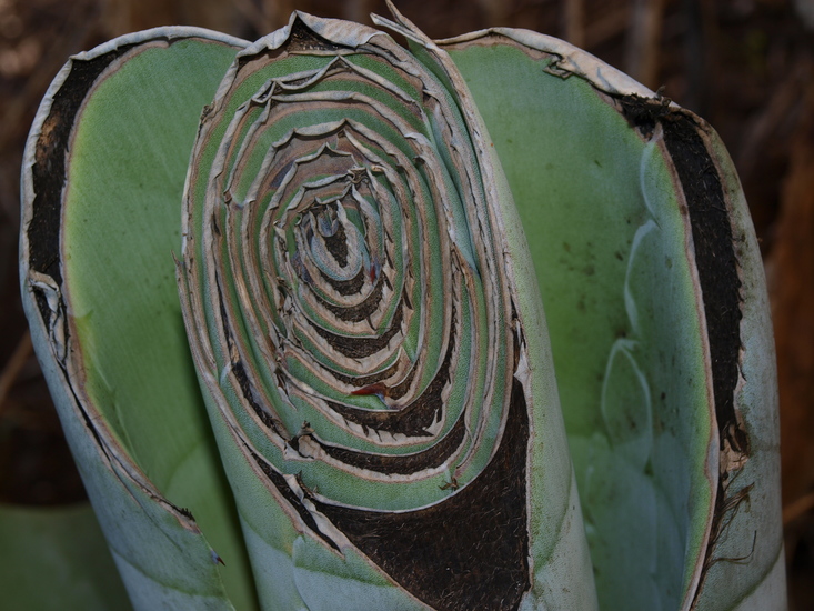 Agave 2