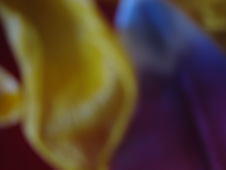 tulp I