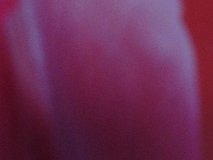 tulp II