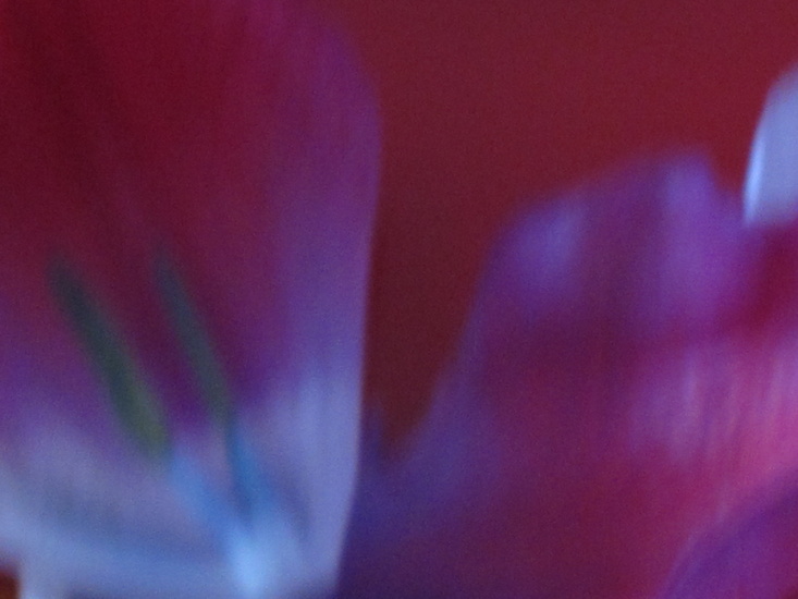 tulp III