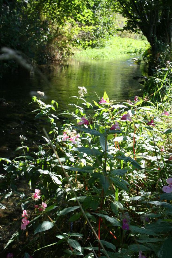 gulp met springbalsemien