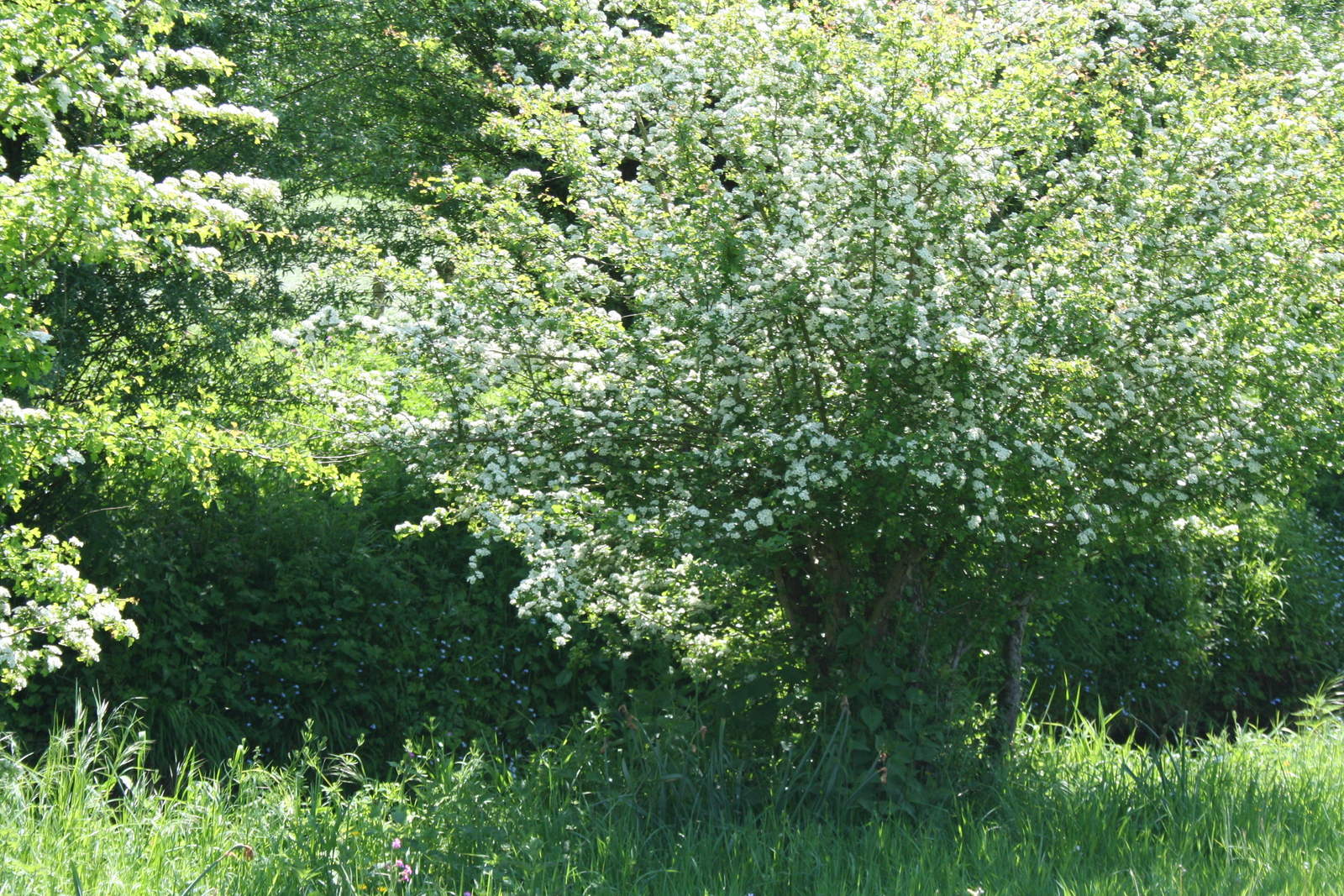 meidoorn aan de gulp