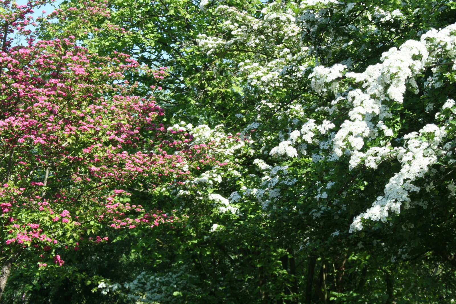 rode en witte meidoorn