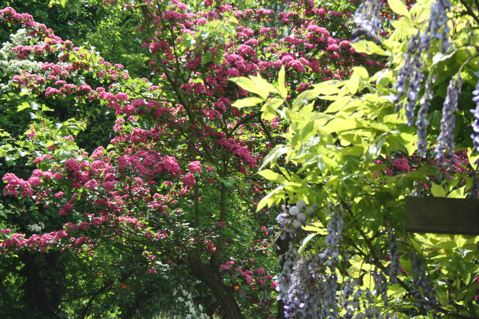 rode meidoorn met blauwe regen