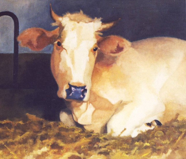 Belgische Blauwe op stro