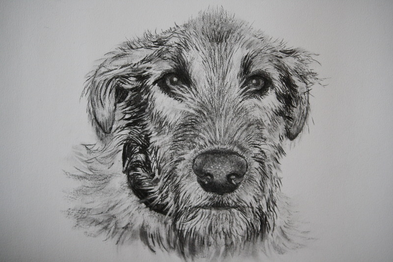 Ierse Wolfshond Nolan