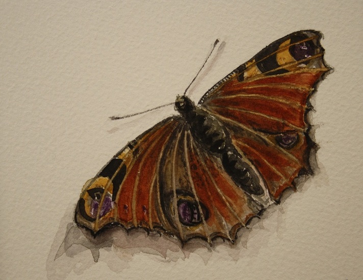 Dode vlinder in aqurel