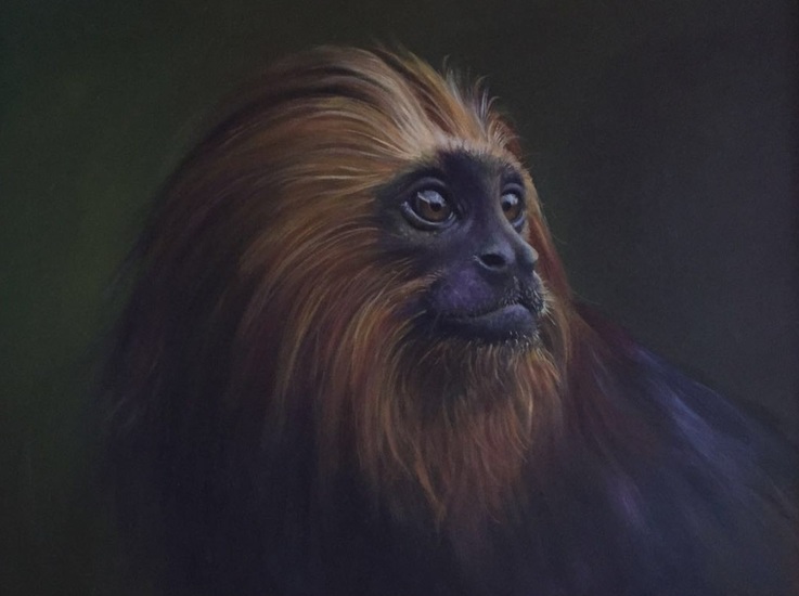 Portret goudkop aapje