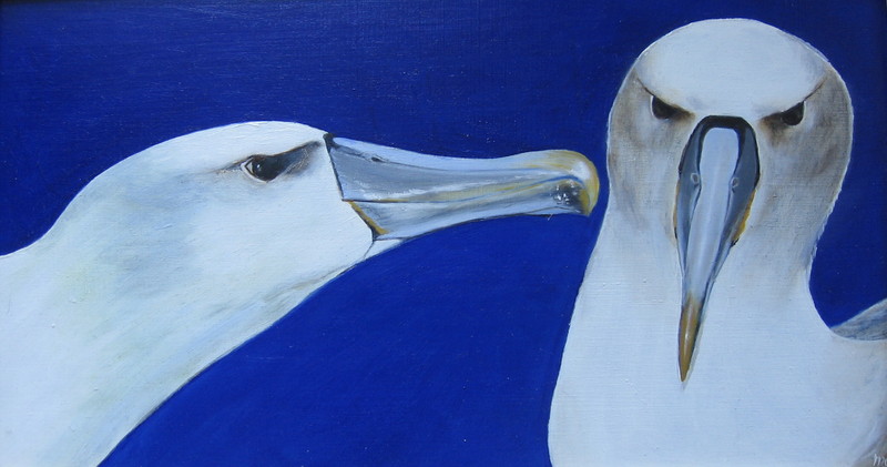 Albatrossen