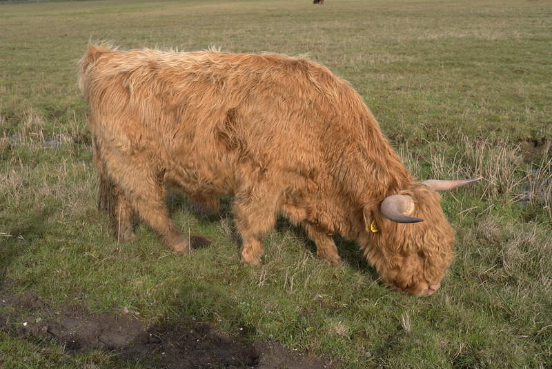 Kleinbeeld print kleur