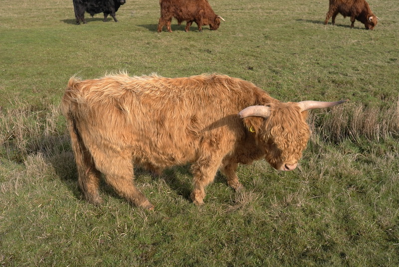 Kleinbeeld print kleur
