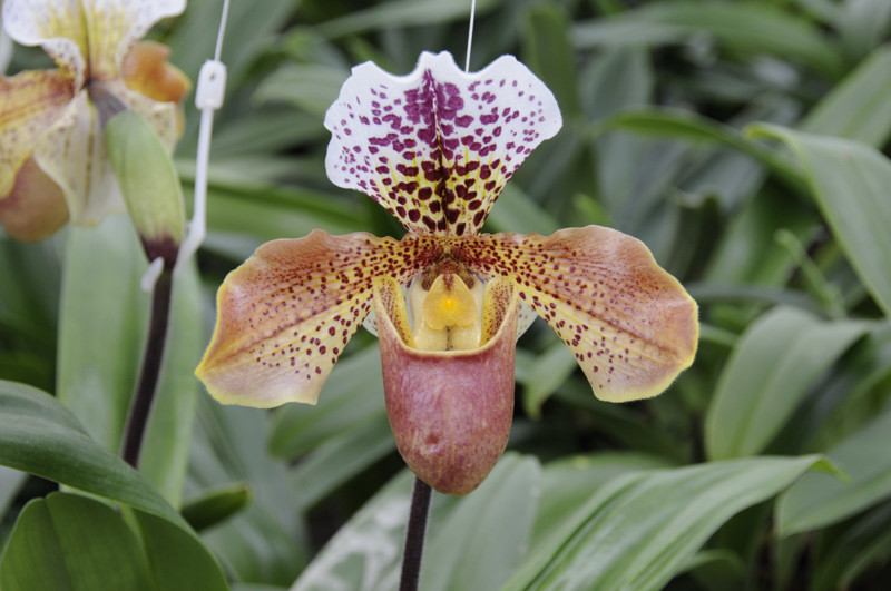 Kleinbeeld print kleur